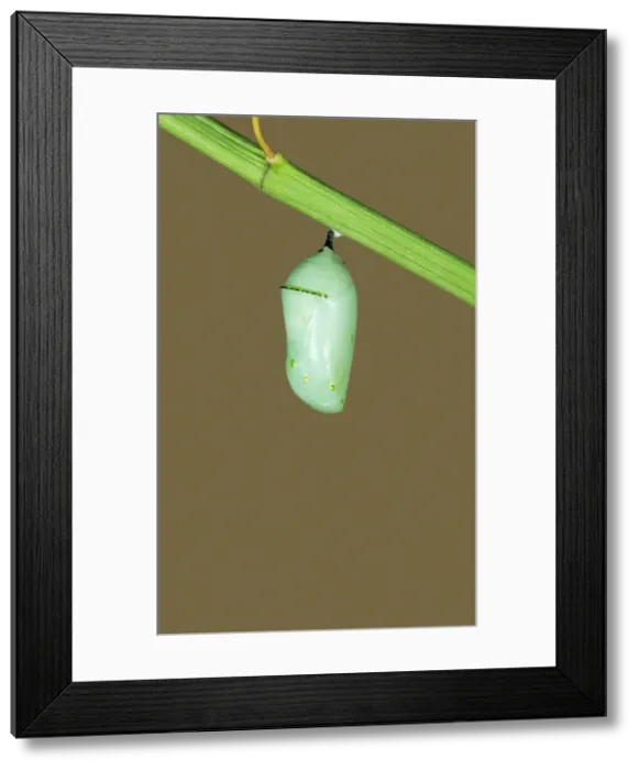 Framed Print : Monarch Butterfly - Hatching sequence 2 of 6 Framed Print : Monarch Butterfly - Hatching sequence 2 of 6