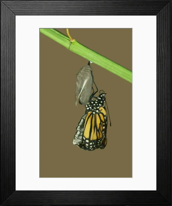 Framed Print : Monarch Butterfly - Hatching sequence 5 of 6 Framed Print : Monarch Butterfly - Hatching sequence 5 of 6