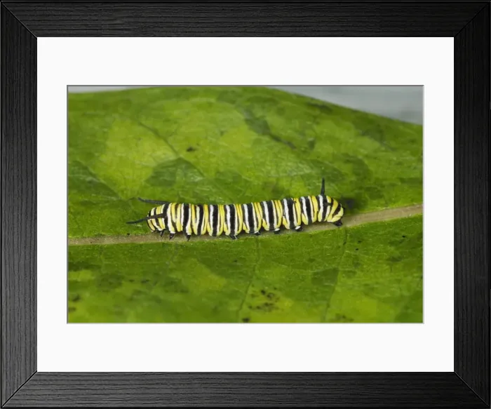 Framed Print : Monarch Butterfly Caterpillar Framed Print : Monarch Butterfly Caterpillar