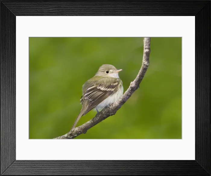 Framed Print : Acadian Flycatcher - On branch - Connecticut in May. USA Framed Print : Acadian Flycatcher - On branch - Connecticut in May. USA
