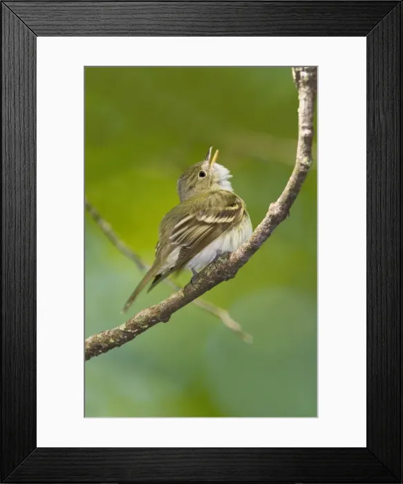 Framed Print : Acadian Flycatcher - On branch - Connecticut in May. USA Framed Print : Acadian Flycatcher - On branch - Connecticut in May. USA