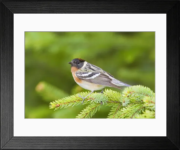 Framed Print : Bay-breasted Warbler - Maine in May - USA Framed Print : Bay-breasted Warbler - Maine in May - USA