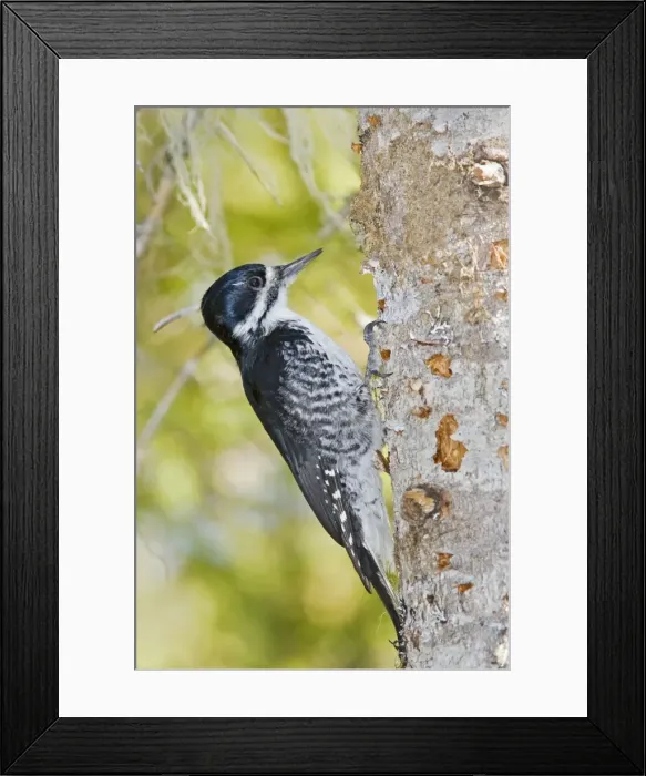 Framed Print : Black-backed Woodpecker - Female on side of tree - Maine in May - USA