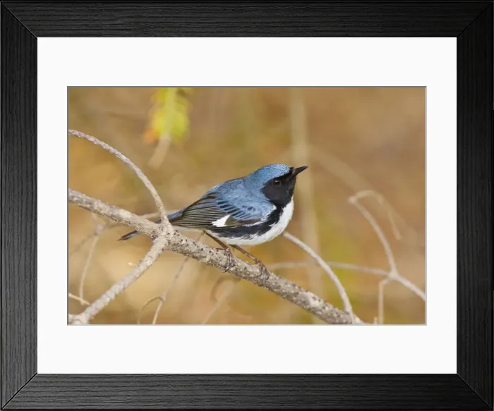 Framed Print : Black-throated Blue Warbler - Maine USA - May Framed Print : Black-throated Blue Warbler - Maine USA - May