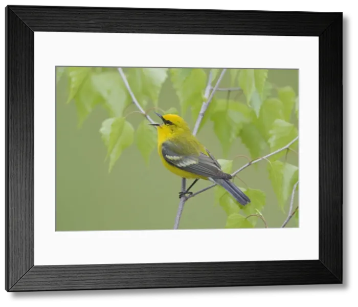 Framed Print : Blue-winged Warbler, Vermivora pinus