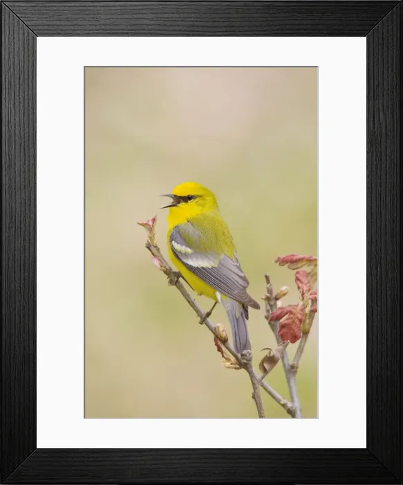 Framed Print : Blue-winged Warbler, Vermivora pinus Framed Print : Blue-winged Warbler, Vermivora pinus