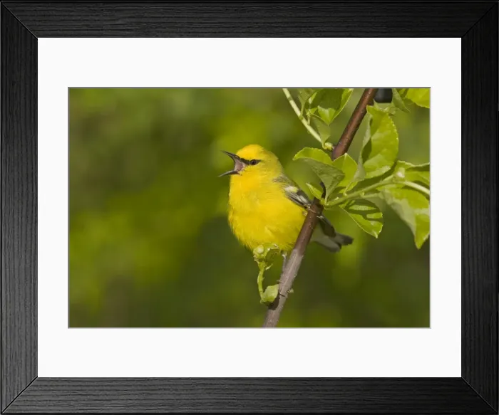 Framed Print : Blue-winged Warbler - Singing - Connecticut USA - May Framed Print : Blue-winged Warbler - Singing - Connecticut USA - May
