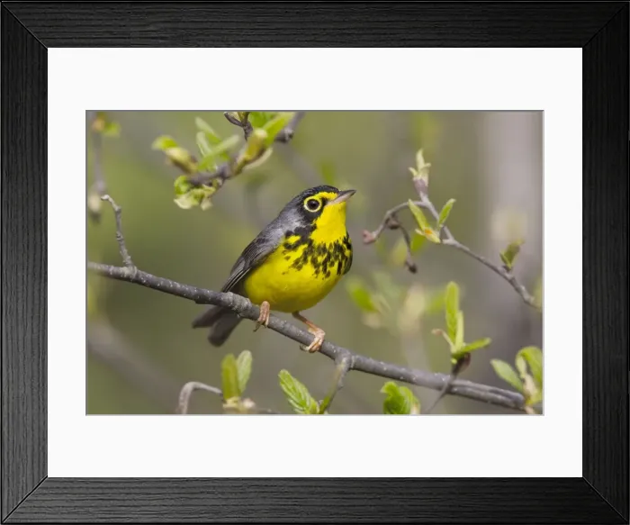 Framed Print : Canada Warbler - On branch - Maine USA - May Framed Print : Canada Warbler - On branch - Maine USA - May