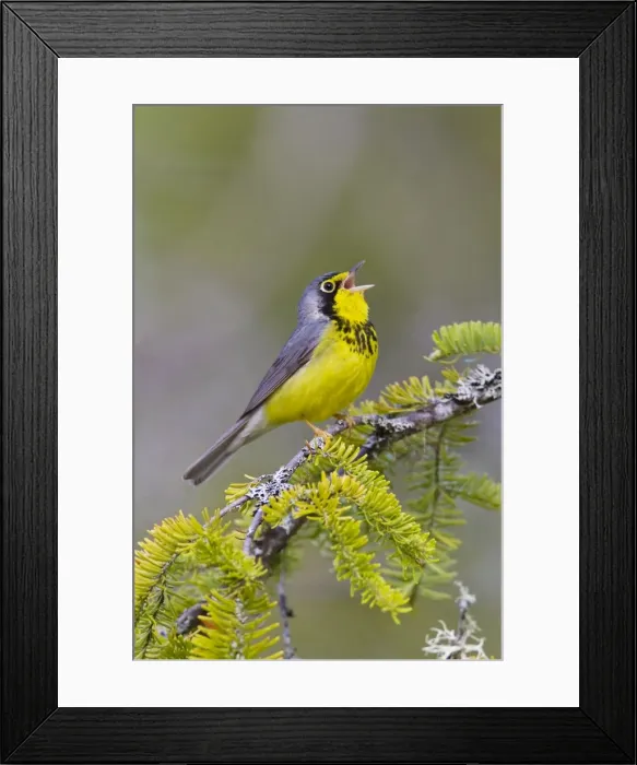 Framed Print : Canada Warbler - On branch singing - Maine USA - May Framed Print : Canada Warbler - On branch singing - Maine USA - May