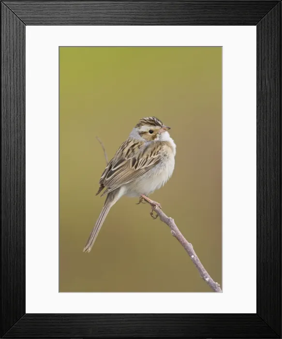 Framed Print : Clay-colored Sparrow - Connecticut USA - May