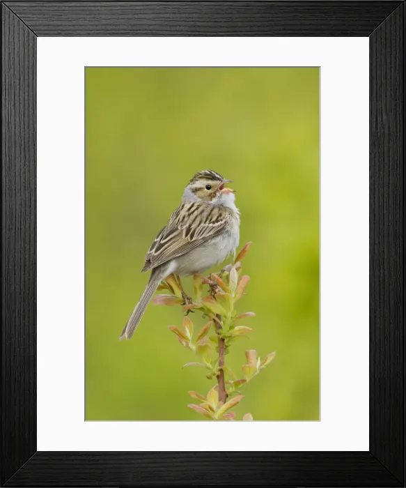 Framed Print : Clay-colored Sparrow - Singing - Connecticut USA - May Framed Print : Clay-colored Sparrow - Singing - Connecticut USA - May