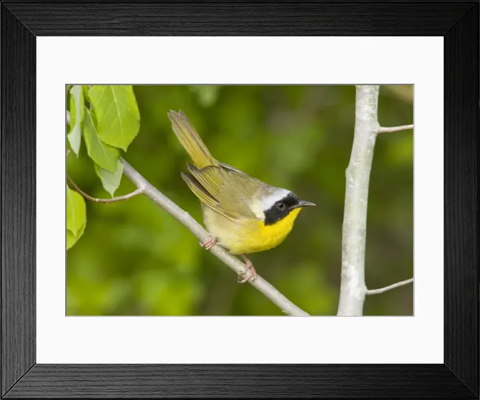 Framed Print : Common Yellowthroat - Male perched on branch - Connecticut USA - May Framed Print : Common Yellowthroat - Male perched on branch - Connecticut USA - May