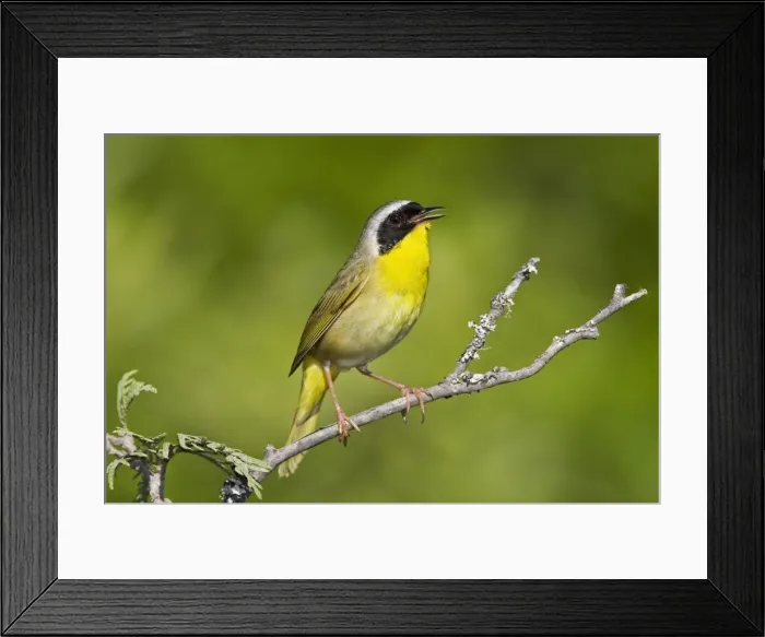 Framed Print : Common Yellowthroat - Male perched on branch singing - Connecticut USA - May Framed Print : Common Yellowthroat - Male perched on branch singing - Connecticut USA - May
