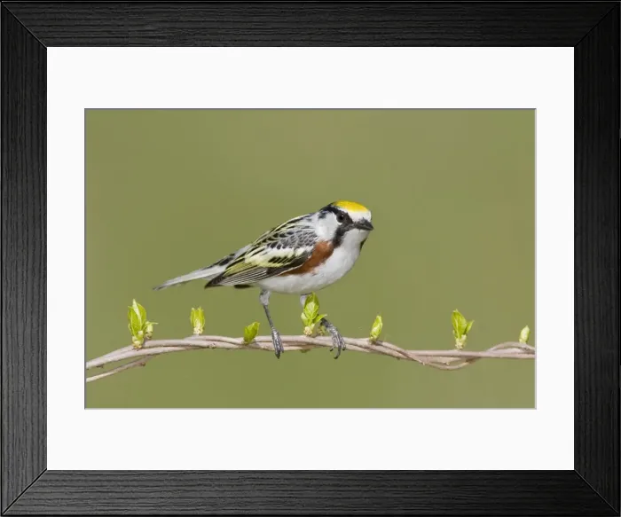 Framed Print : Chestnut-sided Warbler - Connecticut USA - May Framed Print : Chestnut-sided Warbler - Connecticut USA - May