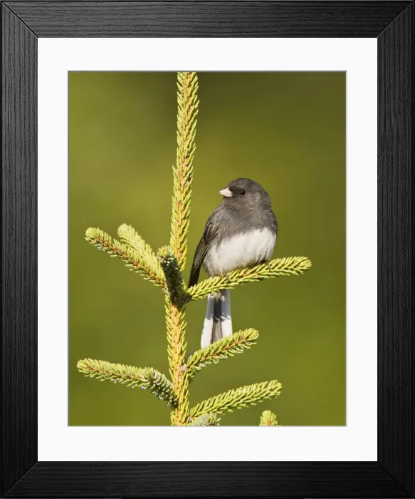 Framed Print : Dark-eyed Junco - Slate Colored race. Maine USA in May Framed Print : Dark-eyed Junco - Slate Colored race. Maine USA in May