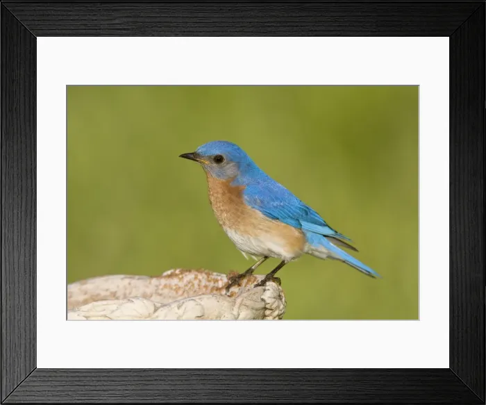 Framed Print : Eastern Bluebird - Connecticut USA - June Framed Print : Eastern Bluebird - Connecticut USA - June