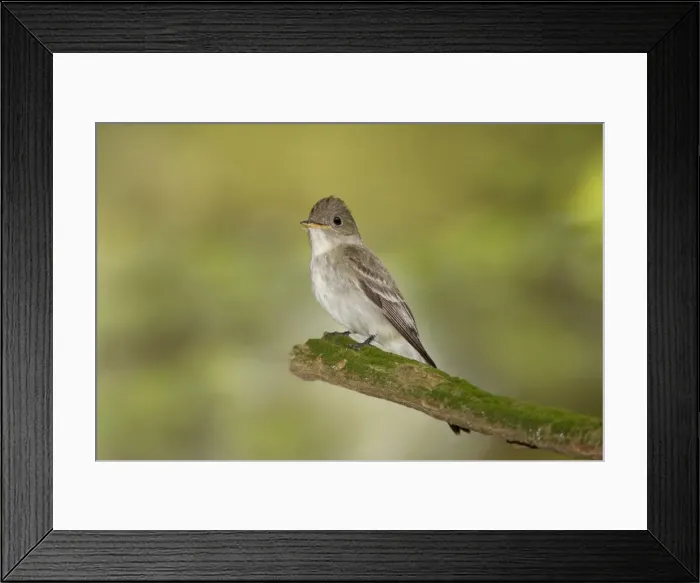 Framed Print : Eastern Wood Pewee - Connecticut USA - June Framed Print : Eastern Wood Pewee - Connecticut USA - June