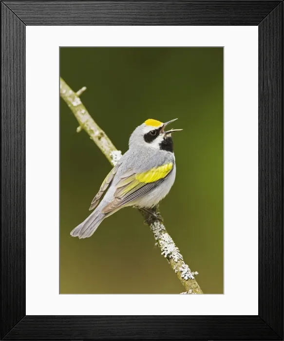 Framed Print : Golden-winged Warbler - Singing from branch - Connecticut USA - May Framed Print : Golden-winged Warbler - Singing from branch - Connecticut USA - May