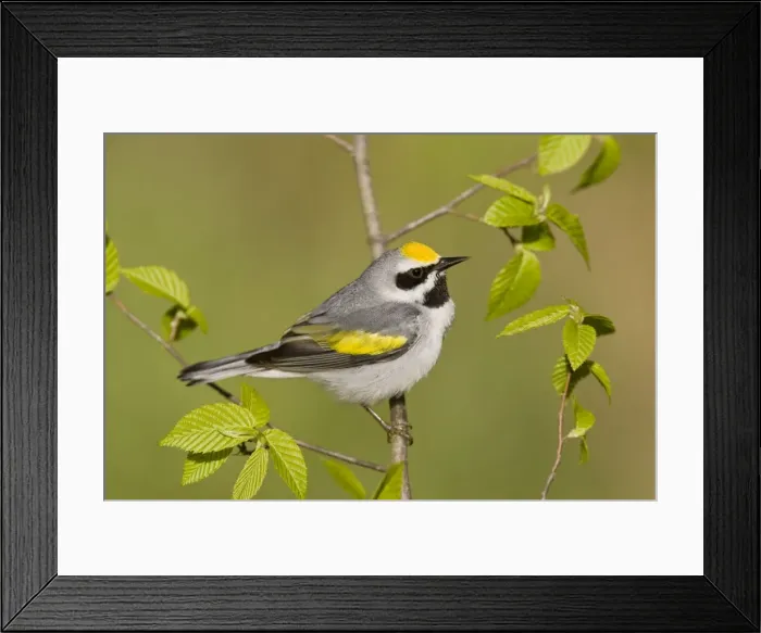 Framed Print : Golden-winged Warbler - Perched on branch - Connecticut USA - May Framed Print : Golden-winged Warbler - Perched on branch - Connecticut USA - May
