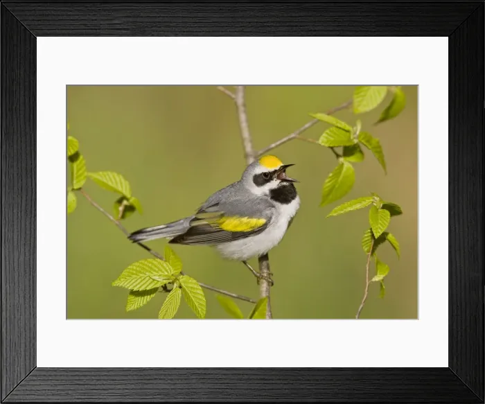 Framed Print : Golden-winged Warbler - Singing from branch - Connecticut USA - May Framed Print : Golden-winged Warbler - Singing from branch - Connecticut USA - May