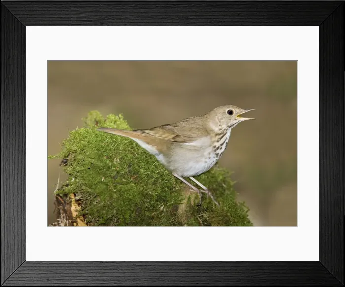 Framed Print : Hermit Thrush - Singing - Connecticut USA - June Framed Print : Hermit Thrush - Singing - Connecticut USA - June