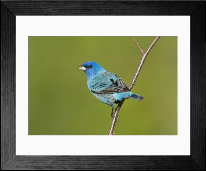 Framed Print : Indigo Bunting - Connecticut USA - May Framed Print : Indigo Bunting - Connecticut USA - May