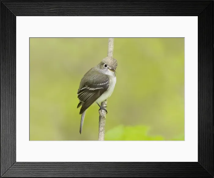 Framed Print : Least Flycatcher - Connecticut USA - May Framed Print : Least Flycatcher - Connecticut USA - May
