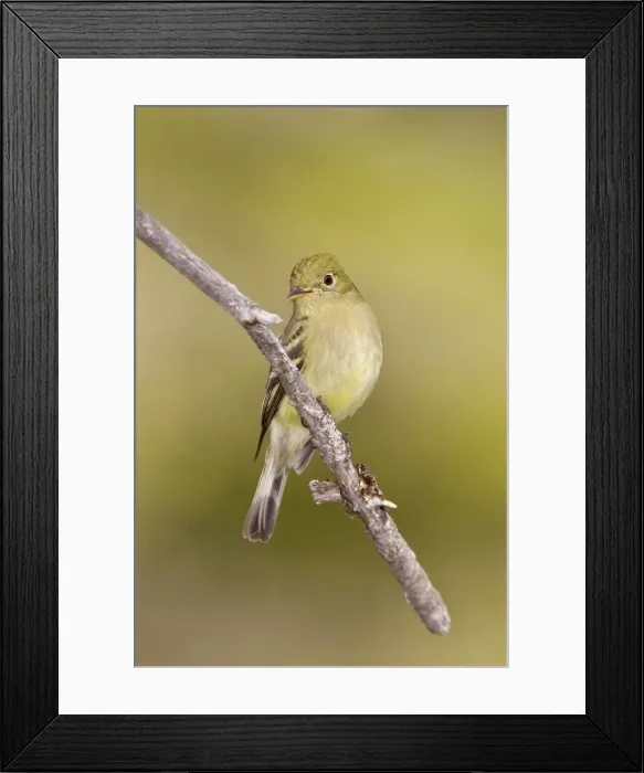 Framed Print : Yellow-bellied Flycatcher - Maine USA - May Framed Print : Yellow-bellied Flycatcher - Maine USA - May