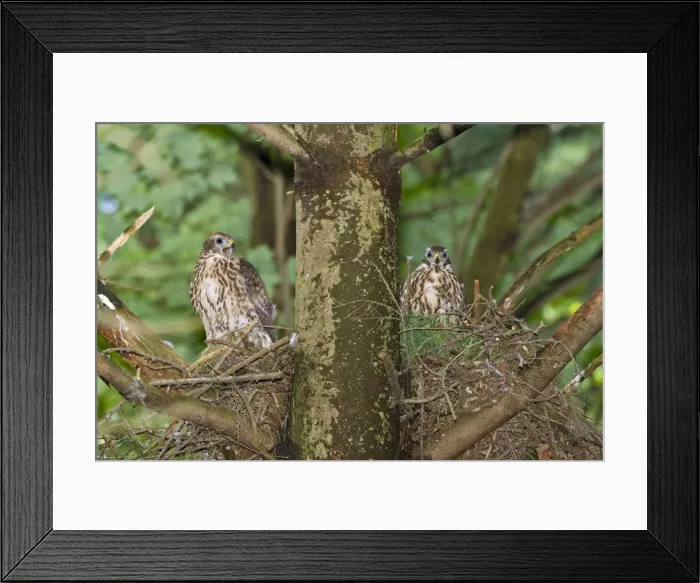 Framed Print : Northern Goshawk fledgling at nest - Connecticut USA - June Framed Print : Northern Goshawk fledgling at nest - Connecticut USA - June