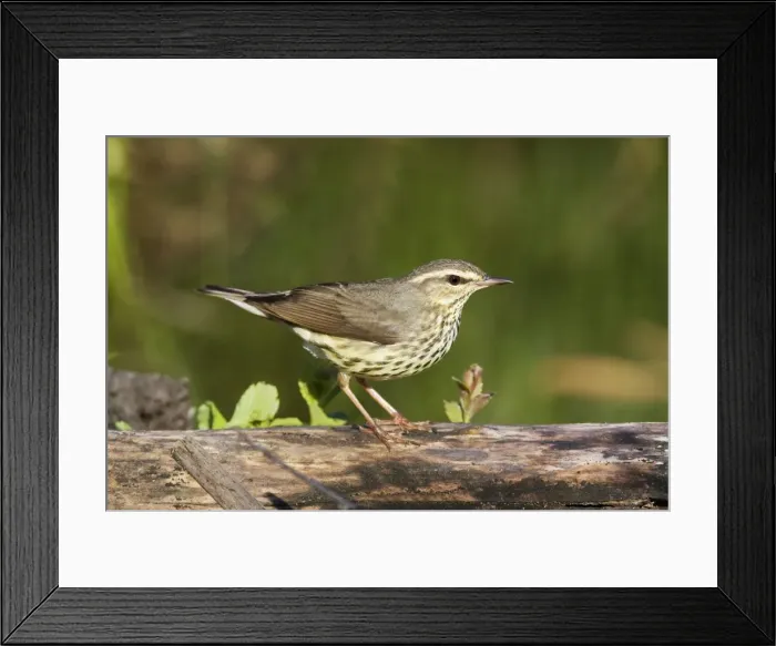 Framed Print : Northern Waterthrush - Connecticut USA - May Framed Print : Northern Waterthrush - Connecticut USA - May