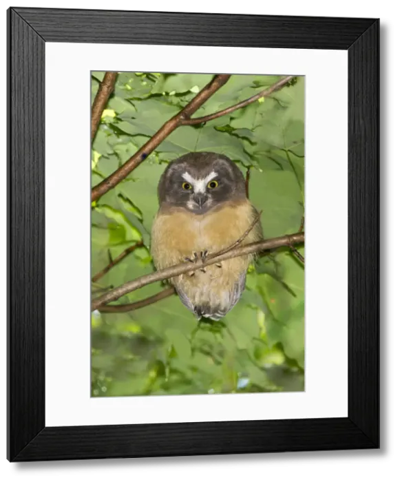 Framed Print : Northern Saw-whet Owl - fledgling out of the nest cavity for 5 days - Connecticut USA - June Framed Print : Northern Saw-whet Owl - fledgling out of the nest cavity for 5 days - Connecticut USA - June