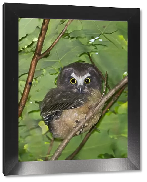 Northern Saw-whet Owl - fledgling out of the nest cavity for 5 days - Connecticut USA - June