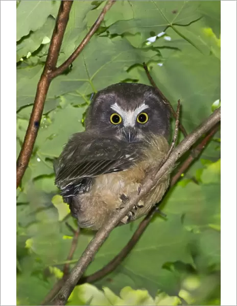 Northern Saw-whet Owl - fledgling out of the nest cavity for 5 days - Connecticut USA - June