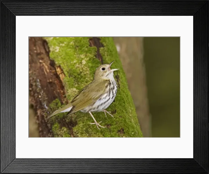 Framed Print : Ovenbird - Singing - Connecticut USA - June Framed Print : Ovenbird - Singing - Connecticut USA - June