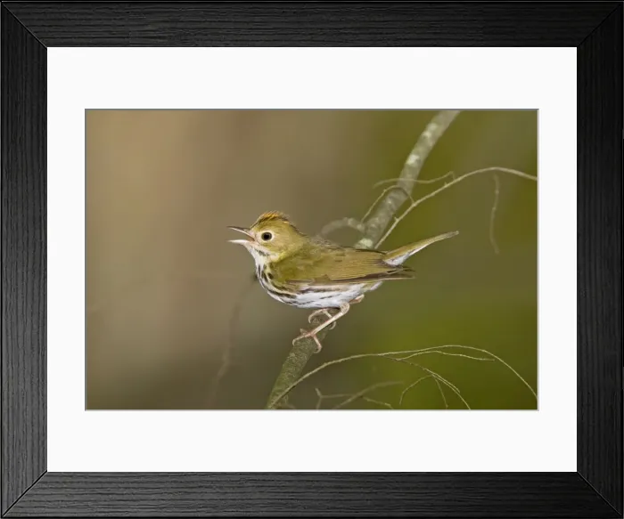 Framed Print : Ovenbird - Singing from branch - Connectucut - USA - June Framed Print : Ovenbird - Singing from branch - Connectucut - USA - June
