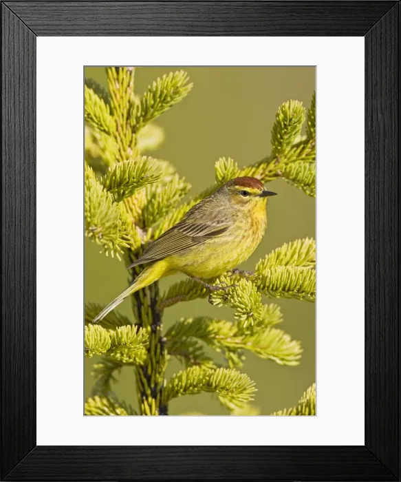 Framed Print : Palm Warbler - Maine USA - May Framed Print : Palm Warbler - Maine USA - May