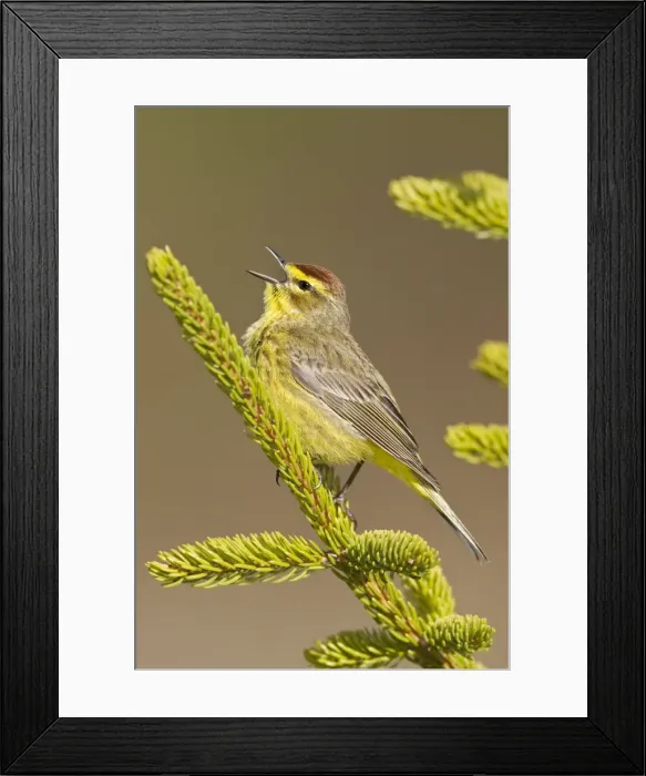 Framed Print : Palm Warbler - Singing - Maine USA - May Framed Print : Palm Warbler - Singing - Maine USA - May