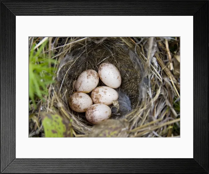 Framed Print : Palm Warbler nest - Maine USA - May Framed Print : Palm Warbler nest - Maine USA - May