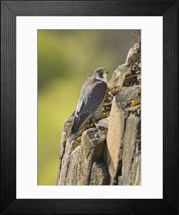 Framed Print : Peregrine Falcon adult - Connecticut USA - April Framed Print : Peregrine Falcon adult - Connecticut USA - April