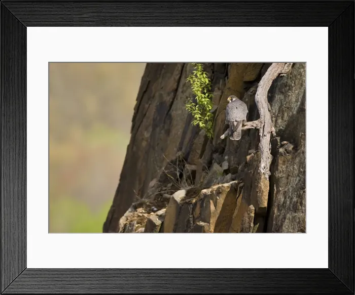 Framed Print : Peregrine Falcon adult - Connecticut USA - April Framed Print : Peregrine Falcon adult - Connecticut USA - April