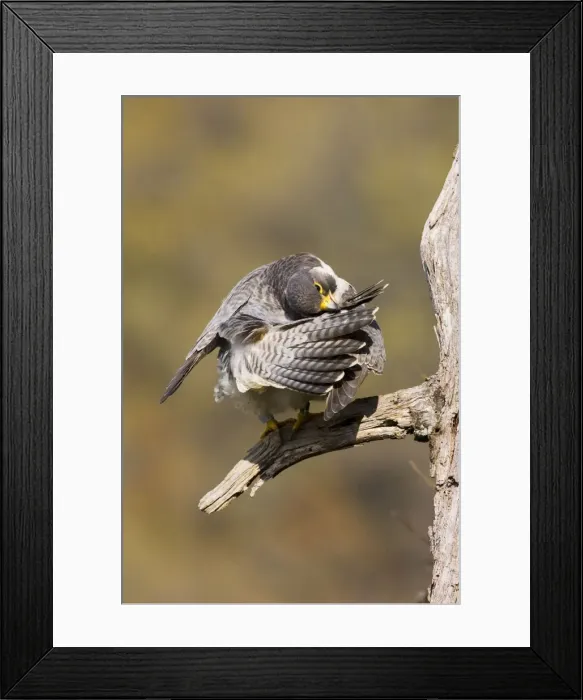 Framed Print : Peregrine Falcon - adult preening. Connecticut USA - April Framed Print : Peregrine Falcon - adult preening. Connecticut USA - April
