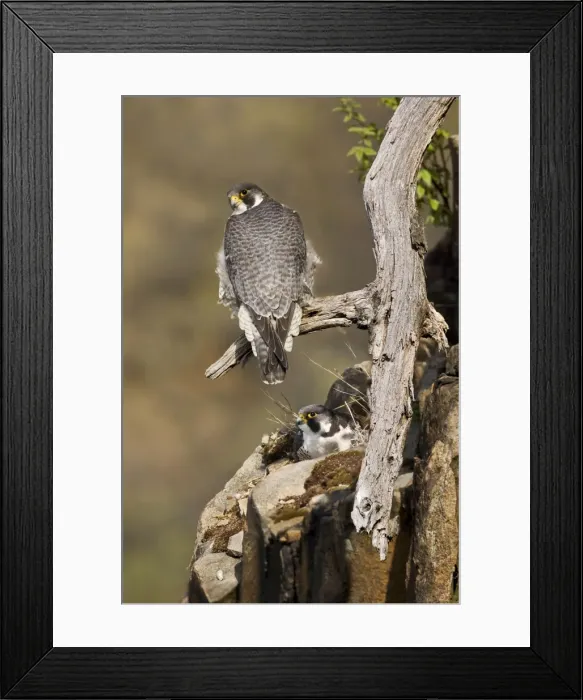 Framed Print : Peregrine Falcon adult - At nest - Connecticut USA - April Framed Print : Peregrine Falcon adult - At nest - Connecticut USA - April