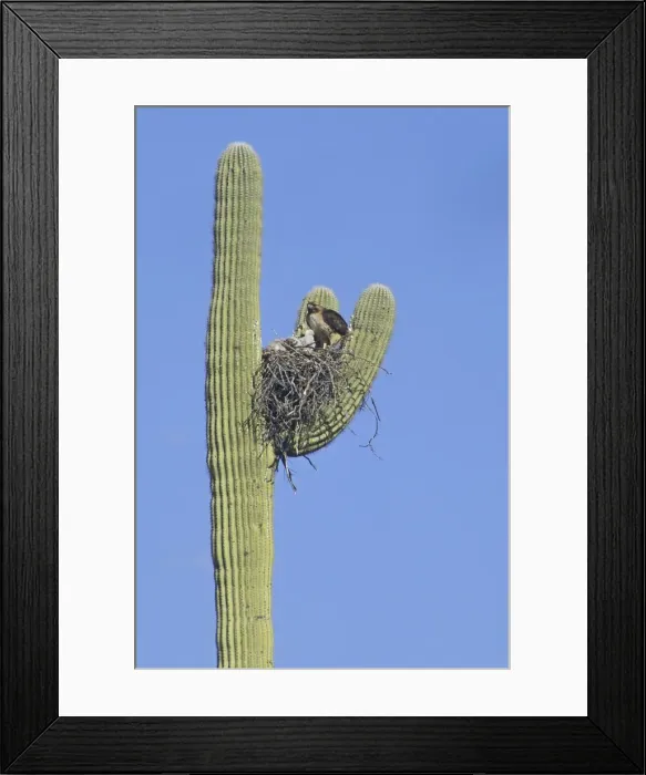 Framed Print : Red-tailed Hawk - With chicks at nest. Arizona USA Framed Print : Red-tailed Hawk - With chicks at nest. Arizona USA