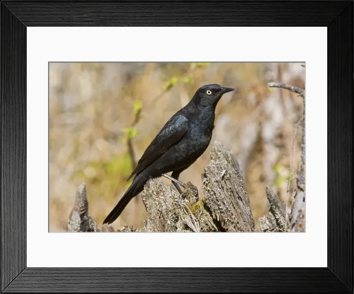 Framed Print : Rusty Blackbird - Maine USA - June Framed Print : Rusty Blackbird - Maine USA - June