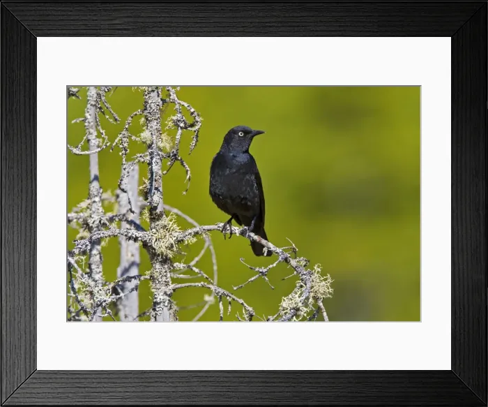 Framed Print : Rusty Blackbird - Maine USA - June Framed Print : Rusty Blackbird - Maine USA - June