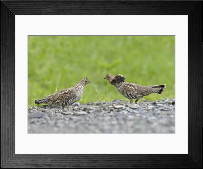 Framed Print : Ruffed Grouse - Maine USA - May