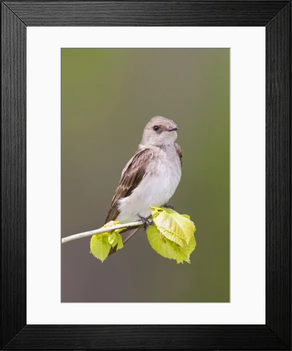 Framed Print : Northern Rough-winged Swallow - Connecticut USA - May Framed Print : Northern Rough-winged Swallow - Connecticut USA - May