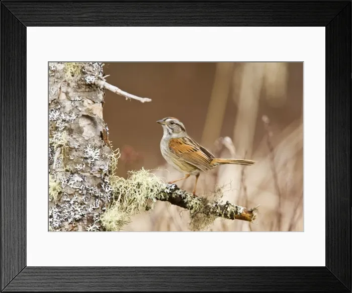 Framed Print : Swamp Sparrow - On territory in Maine USA - May Framed Print : Swamp Sparrow - On territory in Maine USA - May