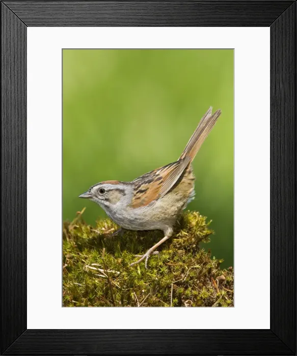 Framed Print : Swamp Sparrow - Maine USA - May Framed Print : Swamp Sparrow - Maine USA - May