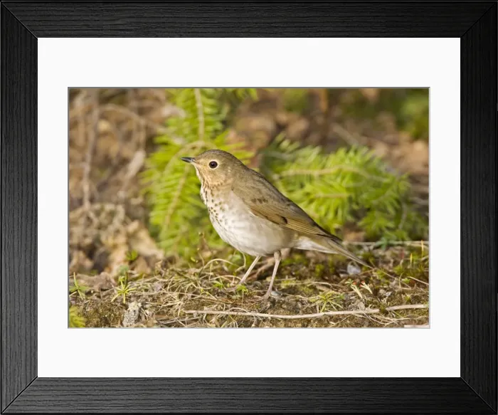 Framed Print : Swainson's Thrush - Maine USA - May Framed Print : Swainson's Thrush - Maine USA - May
